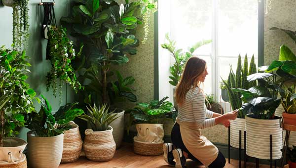 Зеленая жизнь в доме: почему растения в интерьере так важны